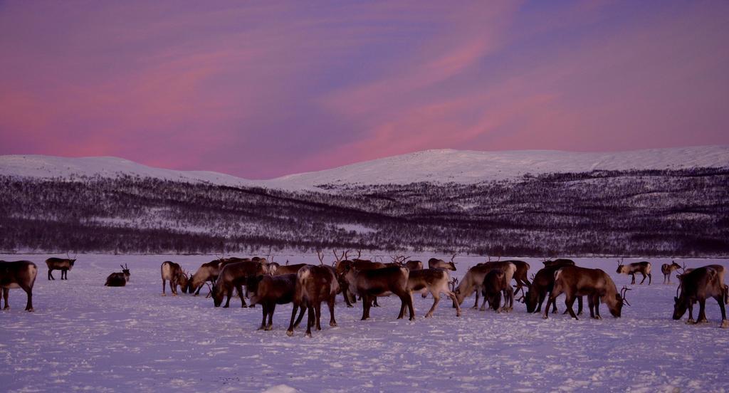 Kilpisjaerven Tunturimajat Vila Kilpisjärvi Quarto foto