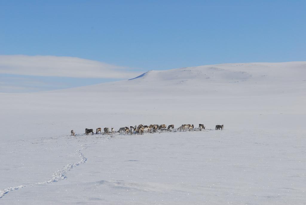 Kilpisjaerven Tunturimajat Vila Kilpisjärvi Exterior foto